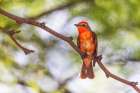 Vermillion flycatcher male, Pima County, Arizona. Art Print